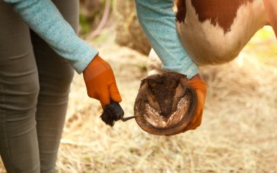 Hoof Abscesses