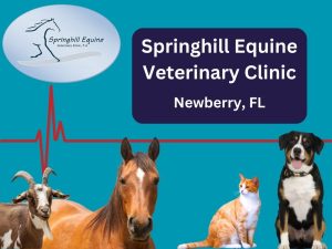 Equine and small animal veterinarian Newberry Florida