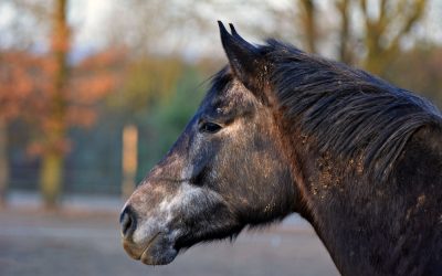 Retired Horses