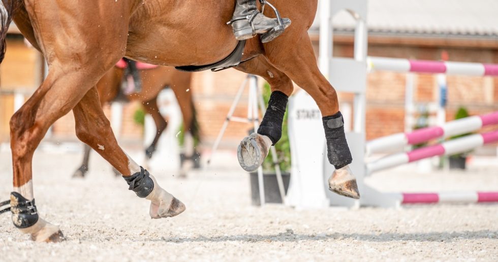 Arthritis Part 1 Springhill Equine Veterinary Clinic