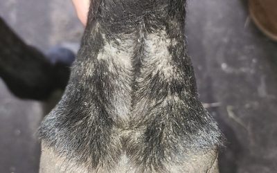 Pastern Dermatitis