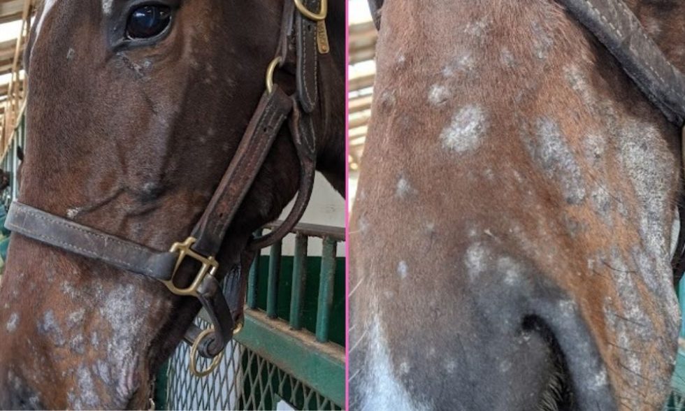 Ringworm Springhill Equine Veterinary Clinic