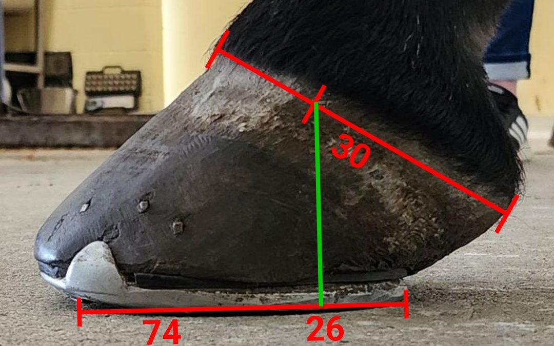 How Horse Feet Work