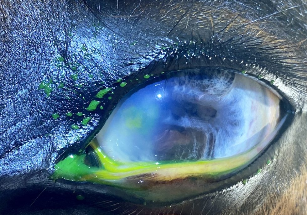 Horse Eye Problems Springhill Equine Veterinary Clinic