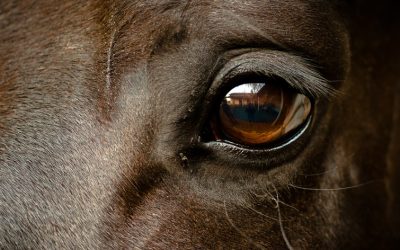 Horse Eye Problems