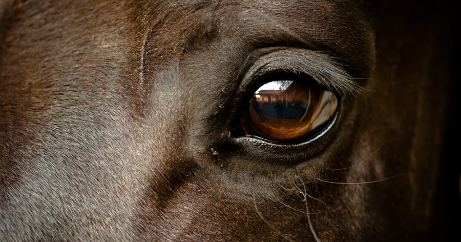 Horse Eye Problems
