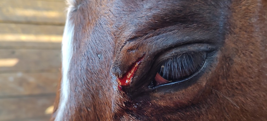 Horse eye problems at Springhill Equine Veterinary Clinic