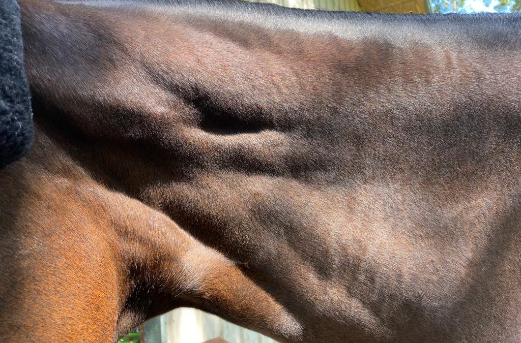 Neck Pain in Horses