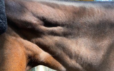 Neck Pain in Horses