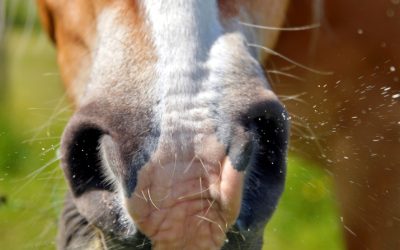 Equine Asthma aka Heaves