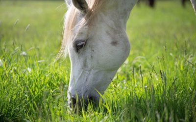 Establishing New Pastures