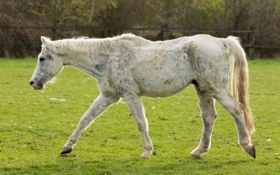 Endocrine Disease in Horses