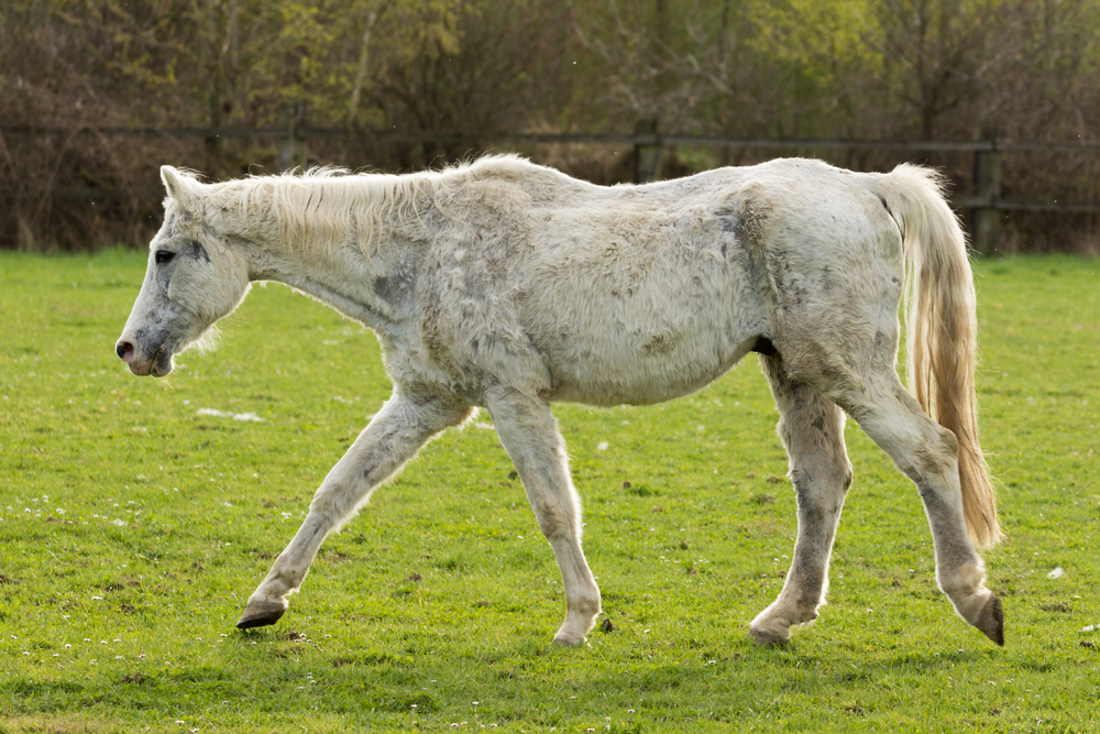 Endocrine Disease in Horses