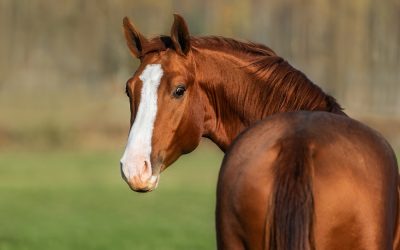 Equine Sacroiliac Joint