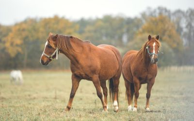 Fall is in the Air—and the Pasture