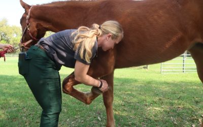 How Vets Evaluate Lameness in Horses