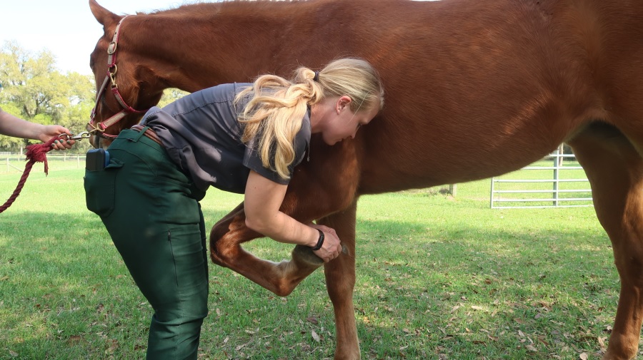 How Vets Evaluate Lameness in Horses
