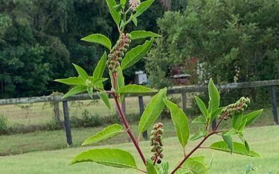 Toxic Plants and Horses