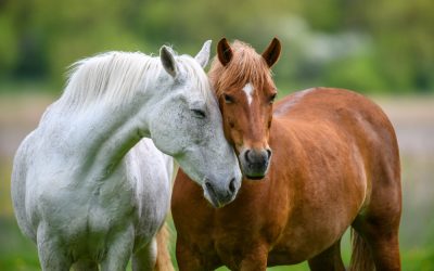 Abnormal Behaviors in Horses