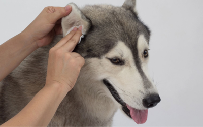 Understanding and Managing Dog Ear Infections