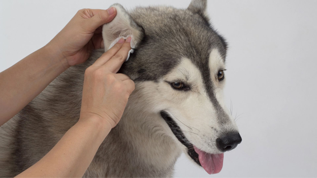 Understanding and Managing Dog Ear Infections