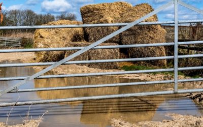 Clostridial Diseases in Horses: Understanding, Prevention, and Treatment