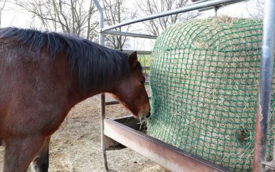 Preventing Winter Colic in Horses