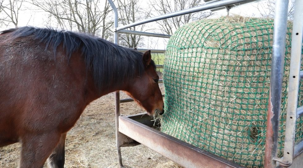 Preventing Winter Colic in Horses Springhill Equine Veterinary Clinic