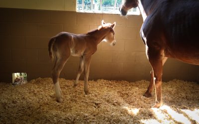 Foal Watch Time!