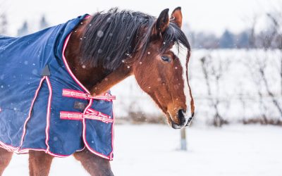 How To Keep Horses Warm