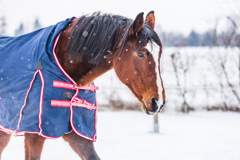 How To Keep Horses Warm