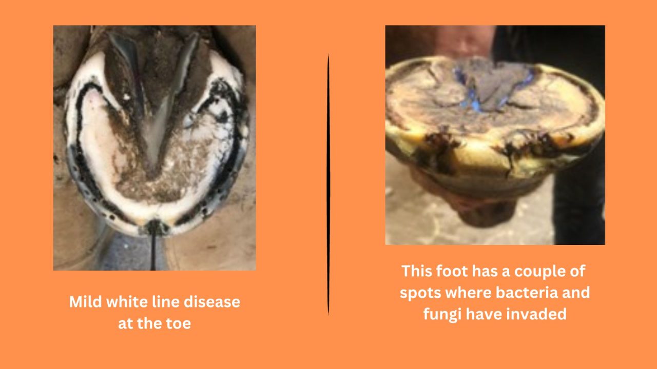 White Line Disease in Horses Springhill Equine Veterinary Clinic