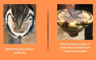 White Line Disease in Horses