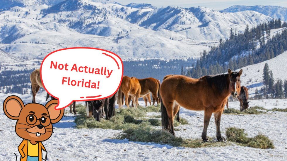 How To Keep Horses Warm Springhill Equine Veterinary Clinic