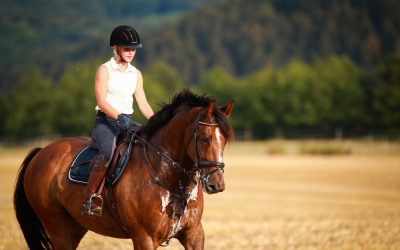 Whinny’s Guide to Assessing and Improving Your Horse’s Fitness