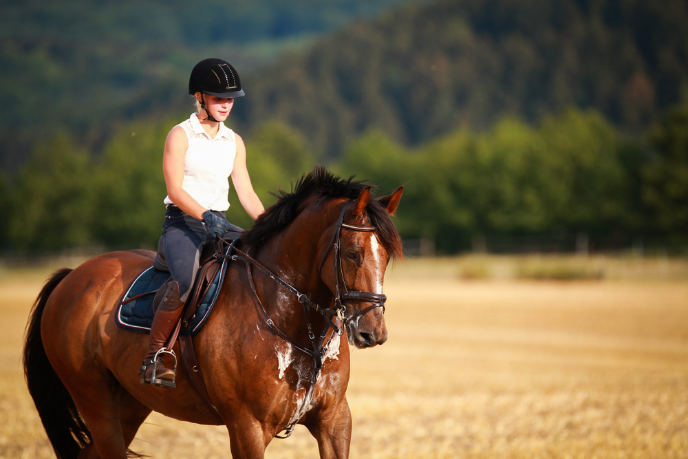 Whinny’s Guide to Assessing and Improving Your Horse’s Fitness