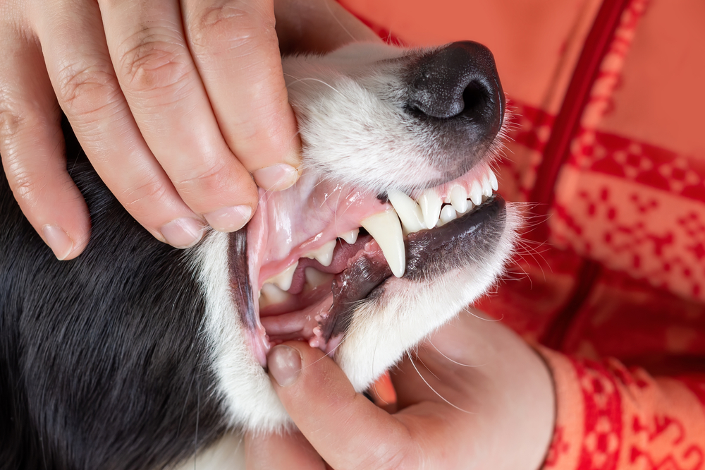 Dental Health for Dogs and Cats