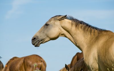 Granulosa Cell Tumors in Mares