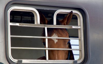 Whinny’s Guide to Keeping Horses Cool on the Road