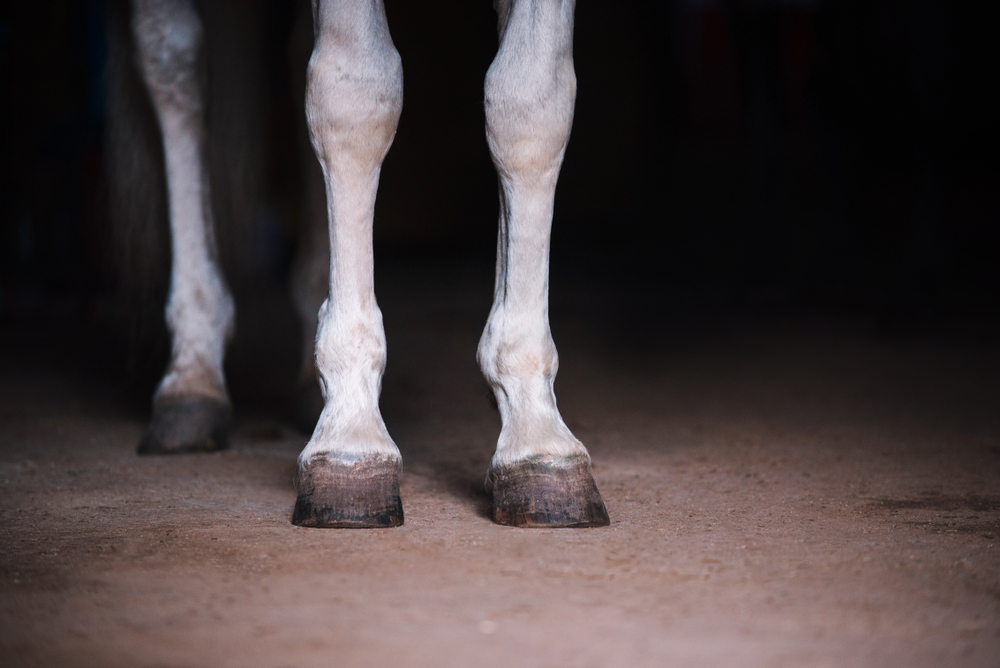 Joint infections in Horses