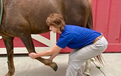 Stretches for your Horse