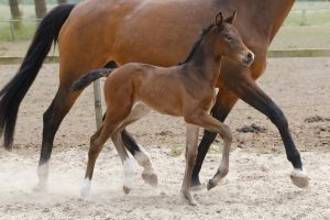 Springhill Equine Veterinary Clinic