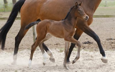 Twins in Horses: Risks and Management