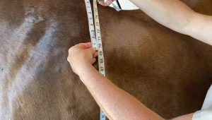 Springhill Equine Veterinary Clinid