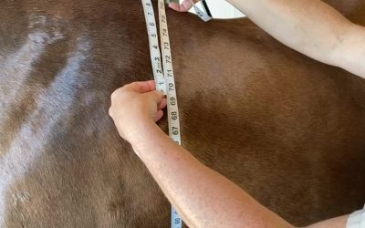 How to Weigh Your Horse