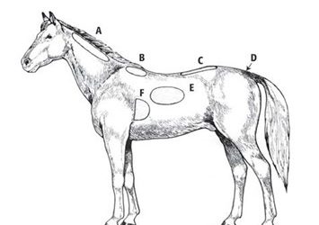 Body Condition Score in Horses