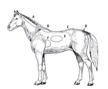 Body Condition Score in Horses