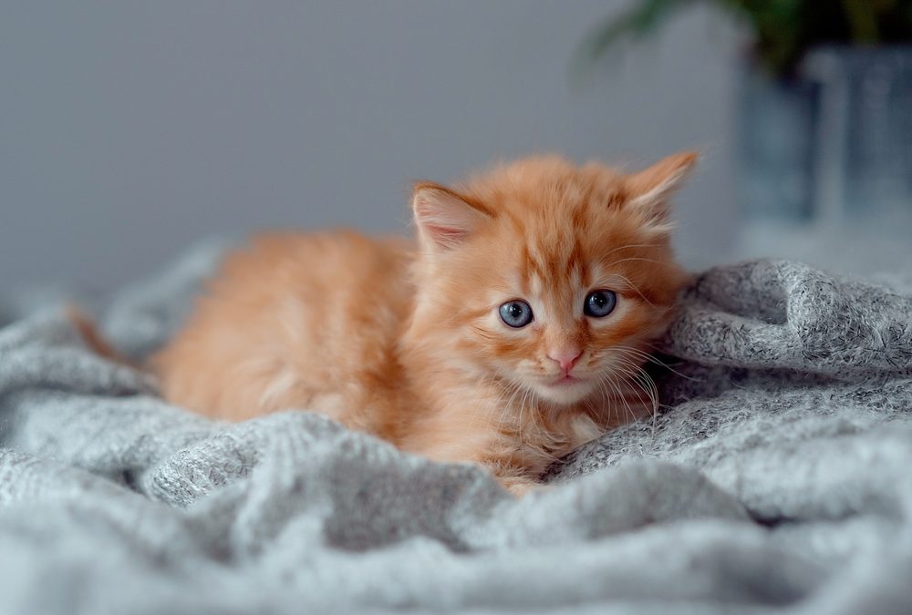 Orphaned Kitten Care