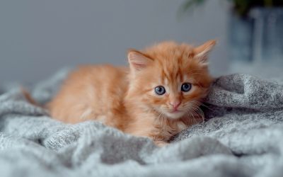 Orphaned Kitten Care