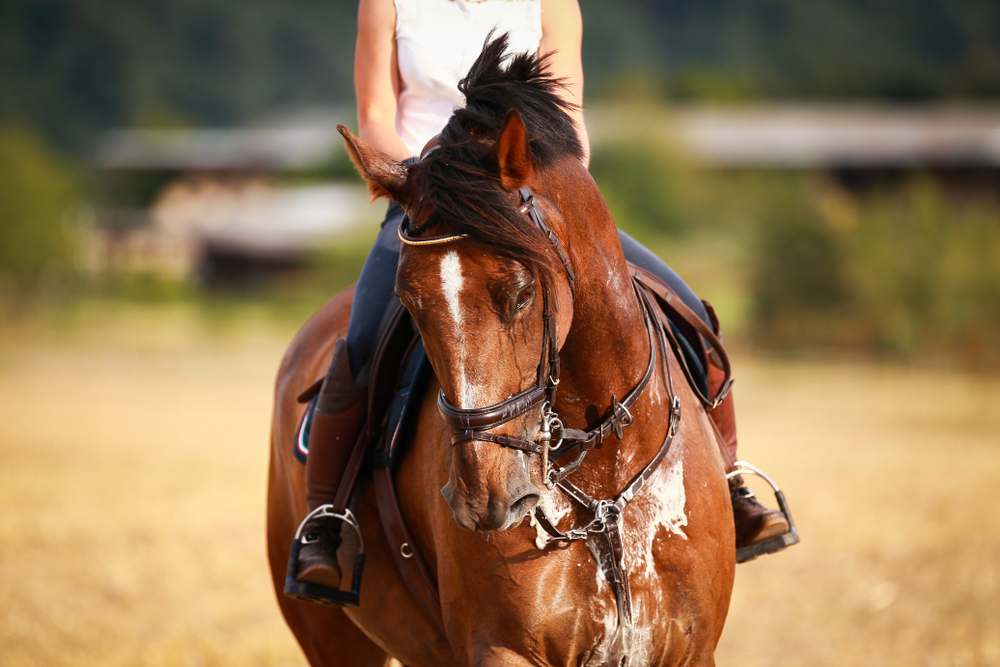 Springhill Equine Veterinary Clinic